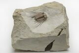 Spiny Trilobite (Kettneraspis) Fossil - Oklahoma #216688-2